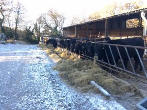 cows-on-frosty-morning