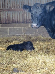 first-calf-2016-1
