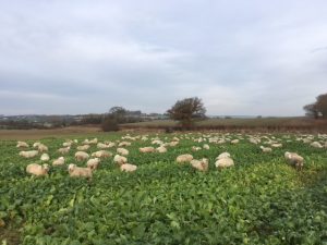 nov-16-lambs-in-turnips