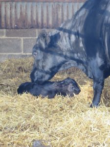 first-calf-2016