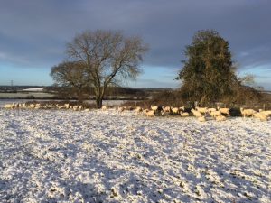 Sheep on snowy day